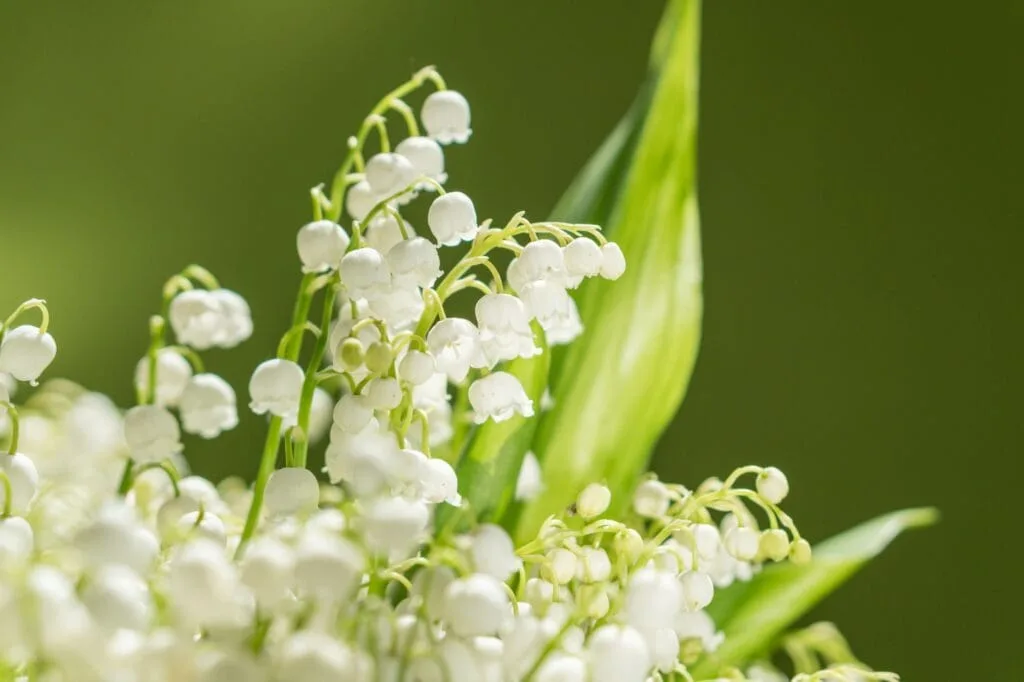 Floricom vous souhaite une joyeuse fête du travail !