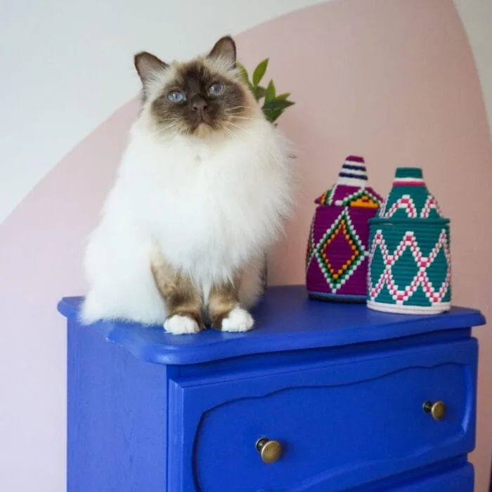 Chat posé sur un meuble